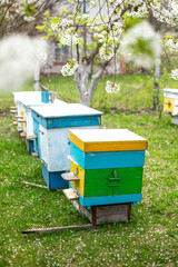 Two rows of beehives under branches of cherry blossoms in spring. Preparing for honey harvests....