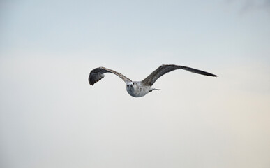 seagull in flight