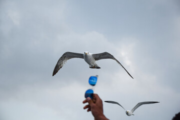 seagull in flight