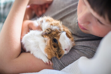 boy lies in bed and holds guinea pig in arms. child plays with pet. Communicating children with animals. Pet care concept