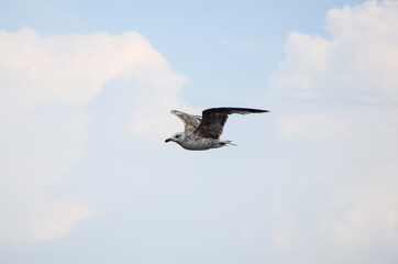 seagull in flight