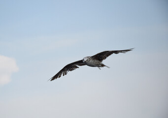 seagull in flight