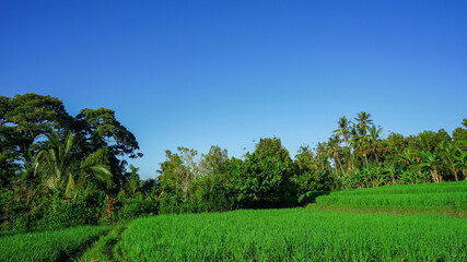 Fototapeta premium landscape with trees and blue sky