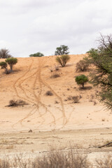 Fototapeta na wymiar Animal tracks in the Kgalagadi