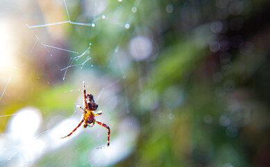 spider on the web