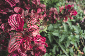 red and white flower
