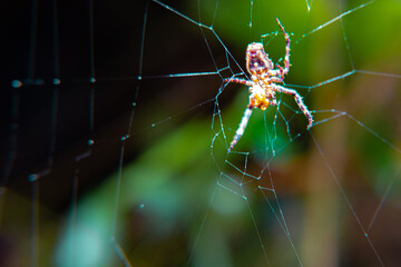 spider on web