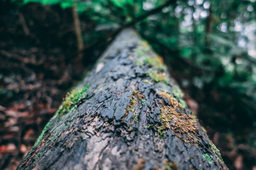 moss on the tree