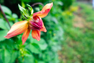 red and yellow flower