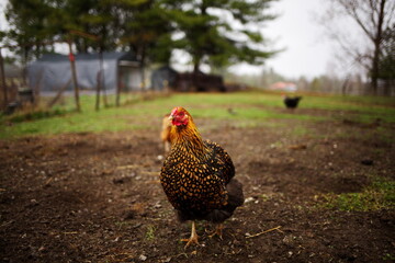 Heritage chickens on a small farm in rural Ontario, Canada. Farming and agriculture in North America.