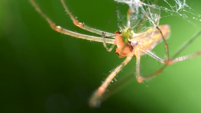 Shadow Stretch-spider, long-jawed orb weaver eats prey on a web. His Latin name is Tetragnatha montana