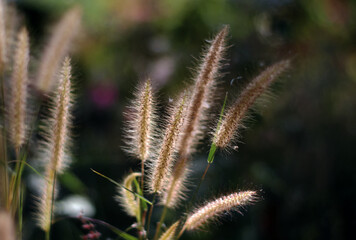 The fur grass win the sunlight
