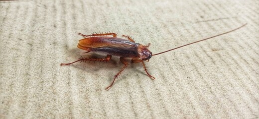 Cockroach on wood