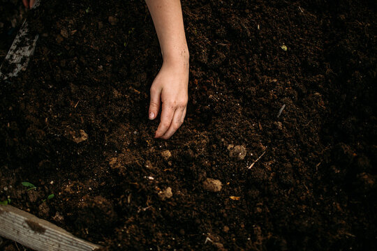 Young girl's hand digging in dirt outside