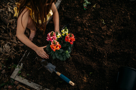Overhead Of Young Girl Planting Flowers In Garden