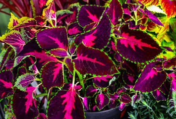 Image of colorful ovate shaped leaves coleus.