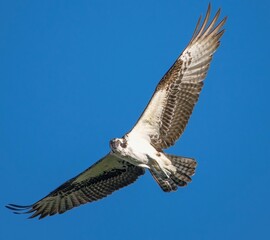 osprey in flight