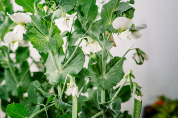Pea pods growing in an indoor plantation with artificial lighting.