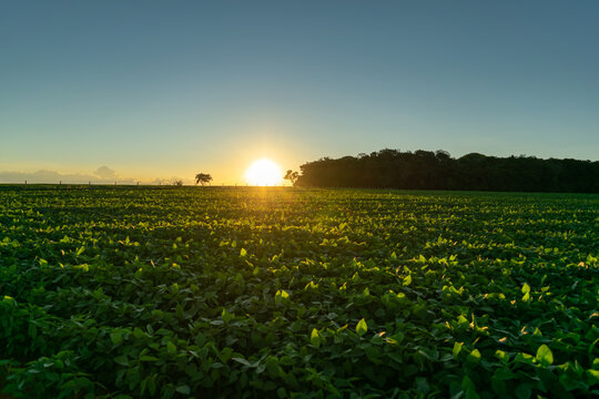Por do sol na lavoura de soja 