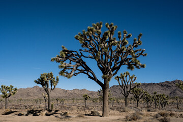 Large Joshua Trees Line Bighorn Pass Road In Joshua Tree