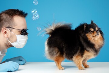 Veterinarian doctor looks at pomeranian spitz dog fart. Gas and indigestion. Wrong dog food, the...