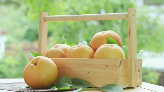 Snow pear fruit in wooden basket, Fresh Nashi pear or Korean pear fruit in the basket over green natural Blur background.