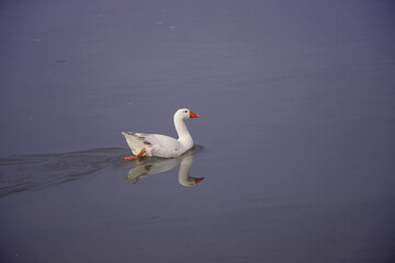 white duck swims  - Powered by Adobe