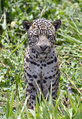 Sitting jaguar. Front view, green natural background . Panthera onca. Natural habitat. Cuiaba River, Brazil.