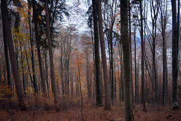 Autumn forest trees 