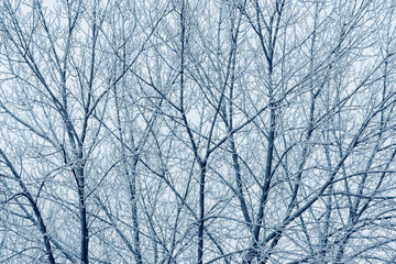 Frozen tree branches under the snow.