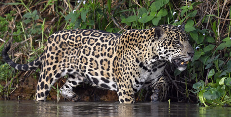 Jaguar walks on water. Side view.  Panthera onca. Natural habitat. Cuiaba river,  Brazil