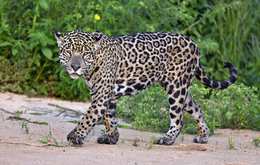 Jaguar walking along the sandy river bank. Panthera onca. Natural habitat.   Brazil