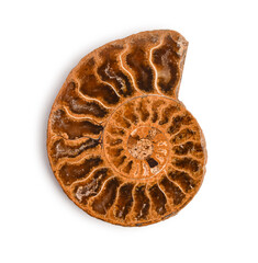 Ammonite fossil shell