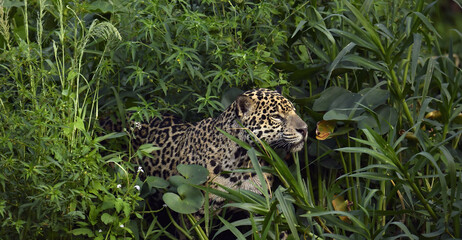 Fototapeta na wymiar Jaguar in the green thickets of grass. Green natural background . Panthera onca. Natural habitat. Brazil.