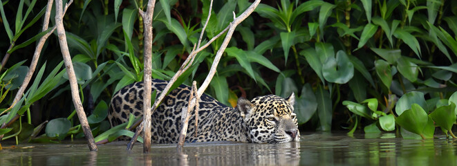 Swimming Jaguar in the river.  Side view. Panthera onca. Natural habitat. Cuiaba river, Brazil