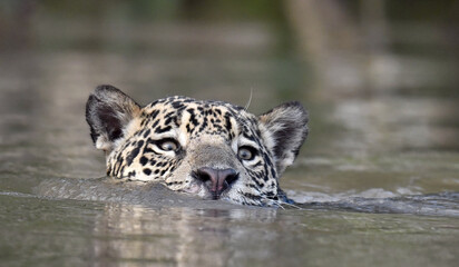 Swimming Jaguar in the river.  Front view. Panthera onca. Natural habitat. Cuiaba river, Brazil - 478414513