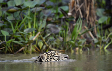 Swimming Jaguar in the river.  Side view. Panthera onca. Natural habitat. Cuiaba river, Brazil