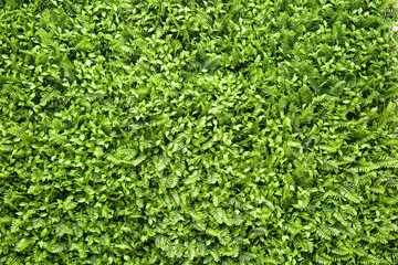 Green grass mat as background