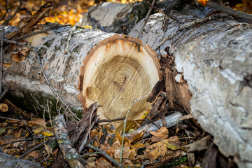 Cutting down and pruning trees in the city park. A tree cut into pieces with a chainsaw. Logs,...