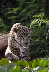 Crouching Jaguar is hiding in the green thickets of grass. Green natural background . Panthera onca. Natural habitat.  Brazil.