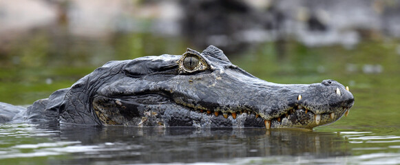 Caiman in the water. The yacare caiman (Caiman yacare), also known commonly as the jacare caiman. Side view. Natrural habitat. Brazil. - 478414982