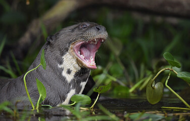 Giant otter with open mouth in the water. Giant River Otter, Pteronura brasiliensis. Natural...