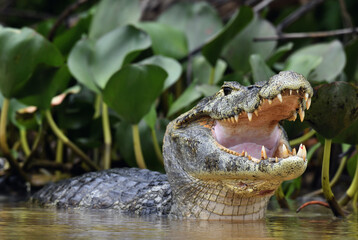 Caiman in the water. The yacare caiman (Caiman yacare), also known commonly as the jacare caiman. Side view. Natrural habitat. Brazil