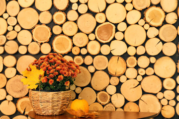 Beautiful Chrysanthemum flowers and pumpkin on table near wooden wall