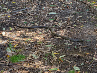 Tiger snake on the Elliot Road - Elliot Ridge, Victoria, Australia