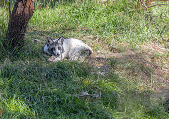 Naklejka na ściany i meble Cute polar fox sleeping. Young silver puppy of arctic fox lying in the grass