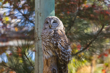 Barred Owl in closeup portrait in autumn on green yellow background. Barred owl Strix varia sitting on a tree