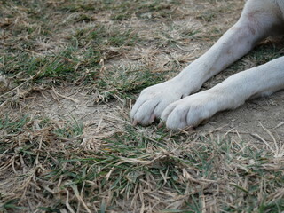 closeup of dog legs on the lawn.