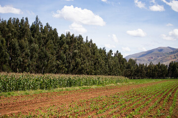 Paisaje con sembrios de Maiz en Peru