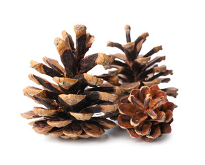 Beautiful pine cones on white background